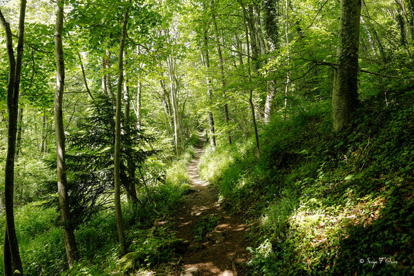 Sentier permettant d'aller à la rivière "La Couze Pavin" - Besse et Saint-Anastaise - Massif du Sancy - Auvergne - France