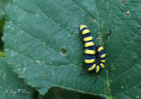 Chenille de papillon de nuit - Acronicta alni