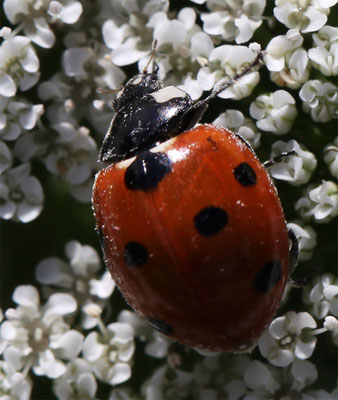 La Coccinelle à 7 points (Coccinella septempunctata)