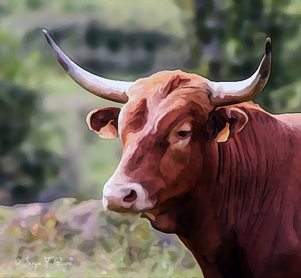 Taureau Limousin - Façon photo peinture