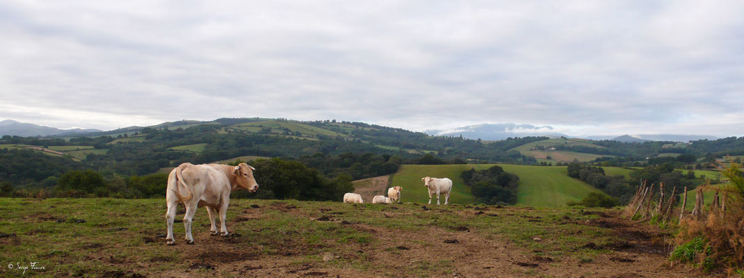 Vaches Blonde d'Aquitaine (Pyrénées) au pré (de Ostabat à St Jean Pied de Port) - France - Sur le chemin de Compostelle