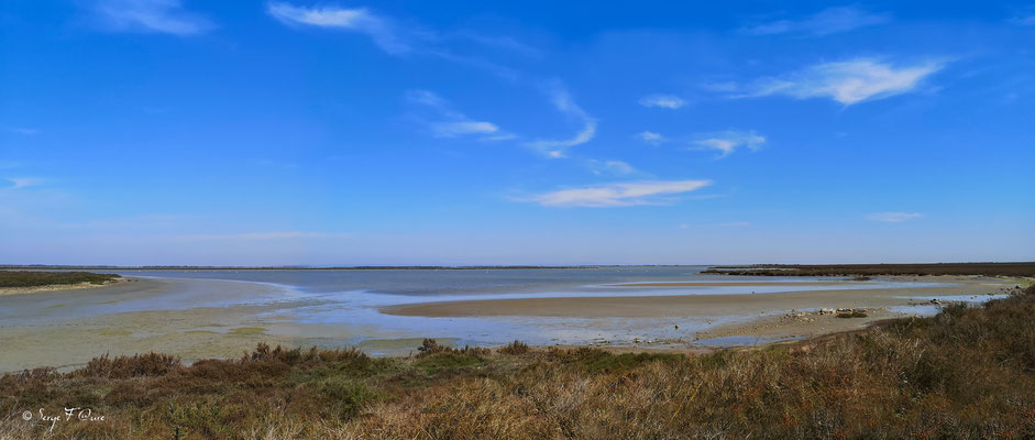 Paysage Camarguais - Réserve Naturelle Nationale de Camargue - France