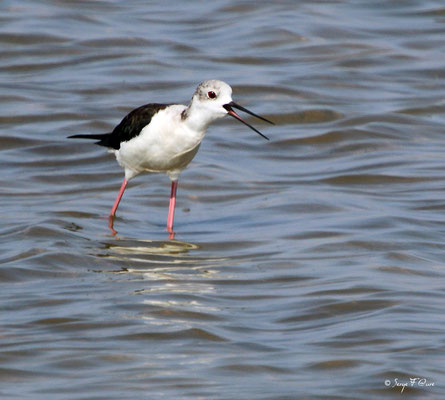 Échasse blanche (Himantopus himantopus) - Anciens marais salants à la Sansouïre (Frontignan - Hérault - France)