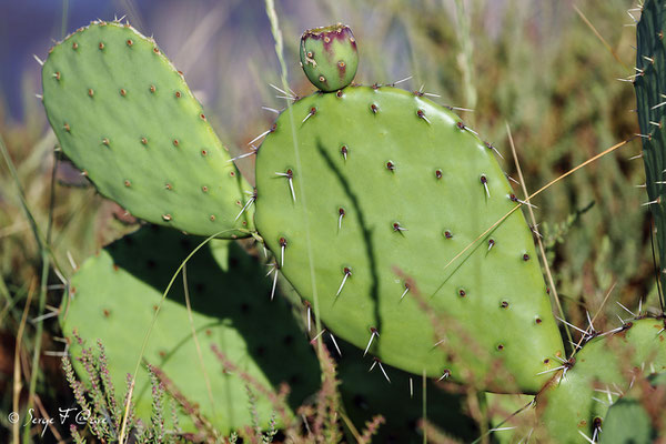 Opuntia Phaeacantha (famille des Cactaceae) - Anciens marais salants à la Sansouïre (Frontignan - Hérault - France)