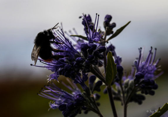 Bombus lapidarius, le bourdon des pierres ou bourdon lapidaire ou cul-brun, est une espèce d'insectes hyménoptères de la famille des Apidae (de Apis: abeille), du genre Bombus et du sous-genre Melanobombus.