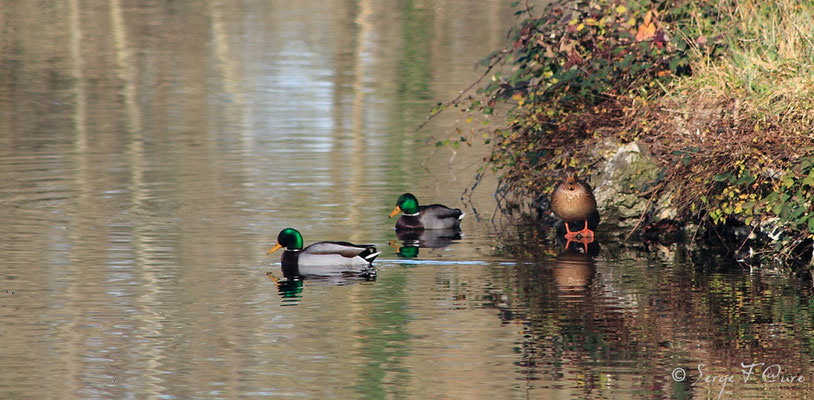 Canards "Col vert"