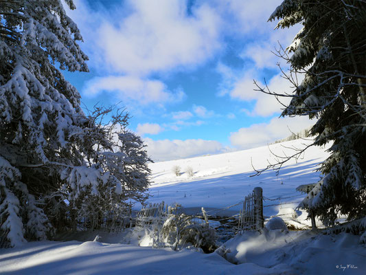 A travers la forêt enneigée - Murat le Quaire - Massif du Sancy - Auvergne - France 