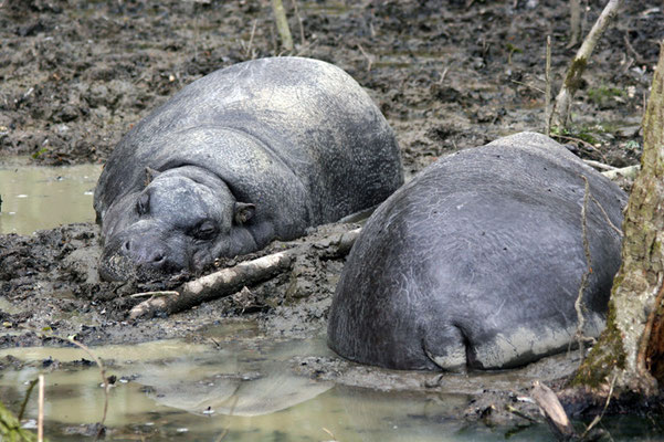 Hippopotames nains (Hexaprotodon liberiensis)
