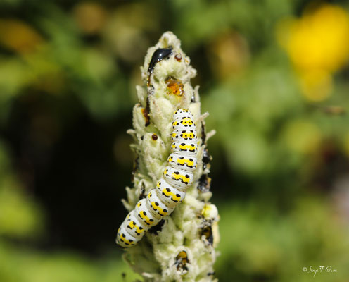 Machaon Noir Caterpillar - Larve de Papillon, également appelée ver de persil sur une Molène médicinale