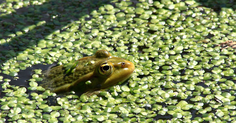 Grenouille verte