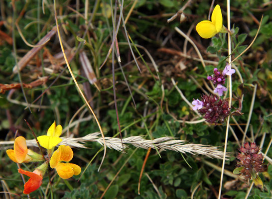 Lotier cornicule (Lotus corniculatus)