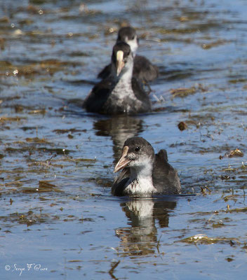 Foulque macroule juvénile (Fulica atra) - Anciens marais salants à la Sansouïre (Frontignan - Hérault - France)