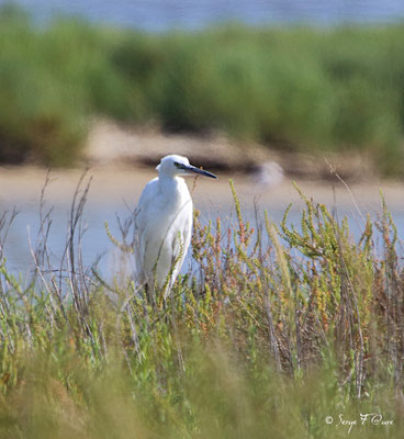 Aigrette garzette (Egretta garzetta)