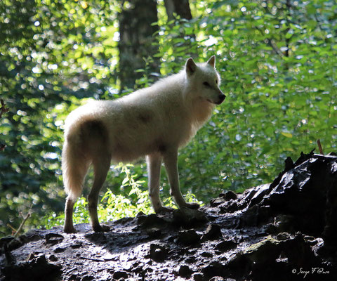 Loup blanc (Canis lupus tundrarum)