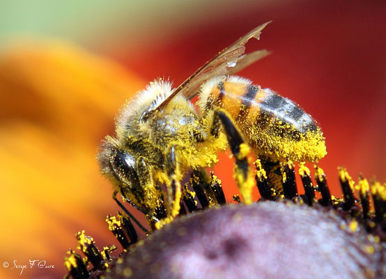 Abeille - Apis mellifera 