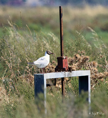 Mouette rieuse en plumage d'été (Larus ridibundus)