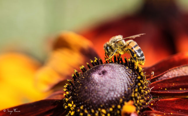 Abeille - Apis mellifera 