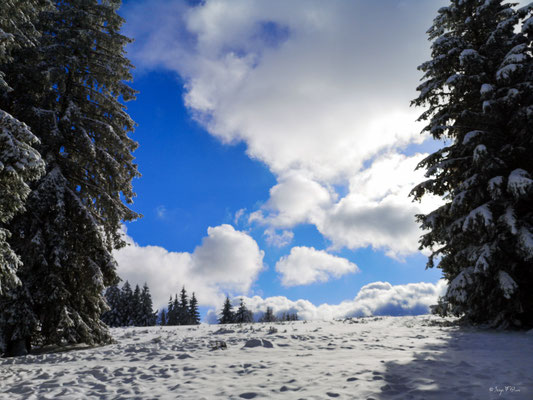 A travers la forêt enneigée - Murat le Quaire - Massif du Sancy - Auvergne - France 
