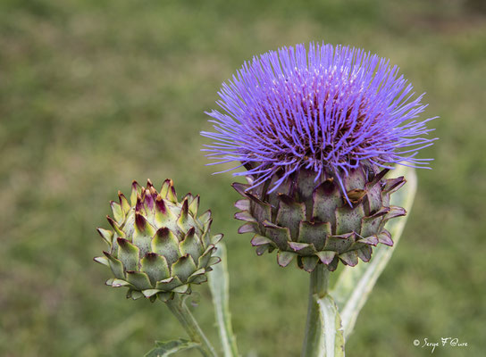 Fleur de cardon