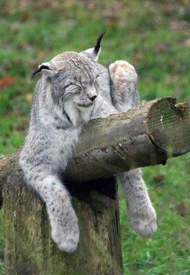 Linx