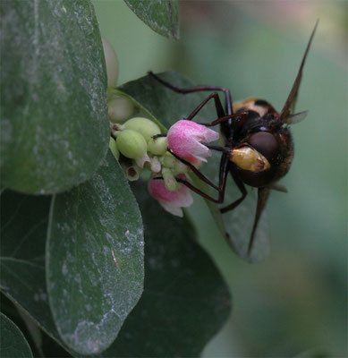 La Volucelle vide (Volucella inanis)