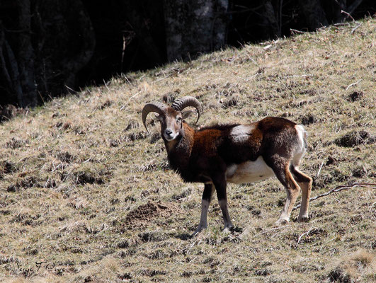 Mouflon mâle aux Egravats au pied du Sancy - Massif du Sancy - Auvergne - France 