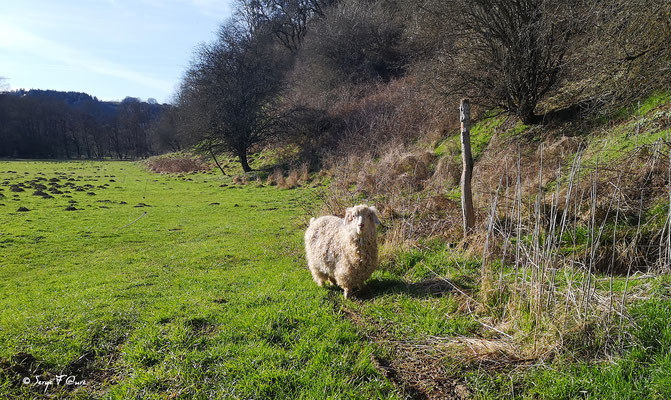 Chèvre angora au long de la Dordogne à St Sauves - Mes randonnées - Massif du Sancy - Auvergne - France