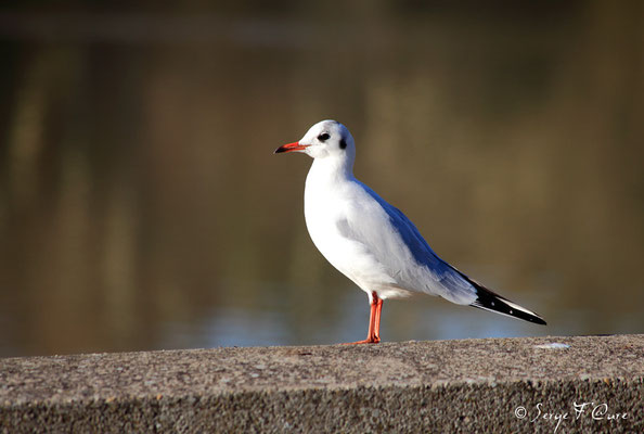 Mouette Rieuse en plumage hivernal (Larus ridibundus)