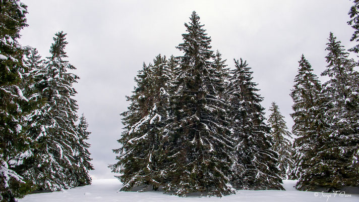 En montant à la Sapinière au dessus du bourg de Murat le Quaire - Massif du Sancy - Auvergne - France
