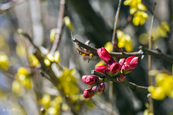 Cognassier du Japon (Chaenomeles japonica) - Floraison mi mars