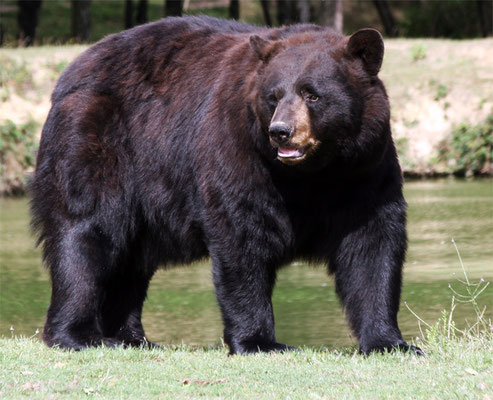 Ours