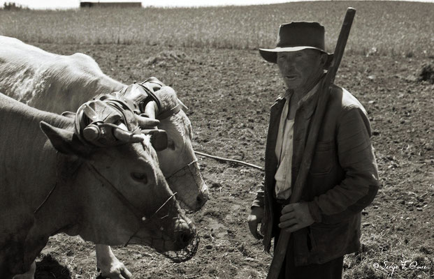 "Les vaches et l'homme" - Paysans au champ avec leurs vaches - 1979 - Auvergne - France 