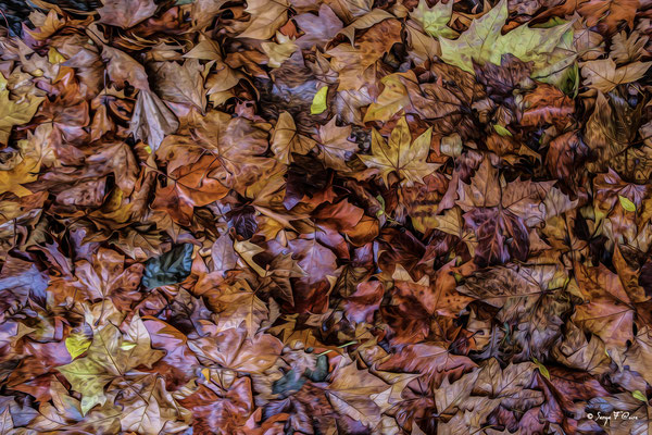 Feuilles d'automne - Photo façon tableau peinture Serge Faure