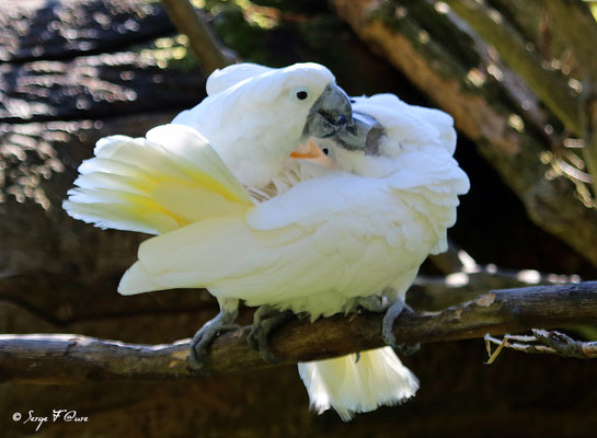 Cacatoès (Cacatua moluccensis)