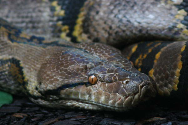 Python