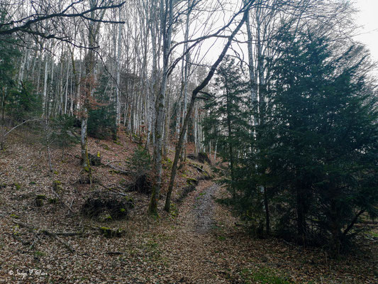 Dans les bois en allant vers la Bourboule - Mes randonnées - Massif du Sancy - Auvergne - France