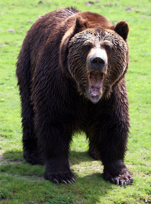 Ours brun (Ursus arctos)