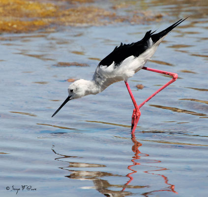 Échasse blanche (Himantopus himantopus) - Anciens marais salants à la Sansouïre (Frontignan - Hérault - France)