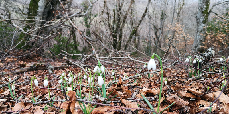 Galanthus nivalis - Les perces neige - Paillers - Massif du Sancy - Auvergne - France