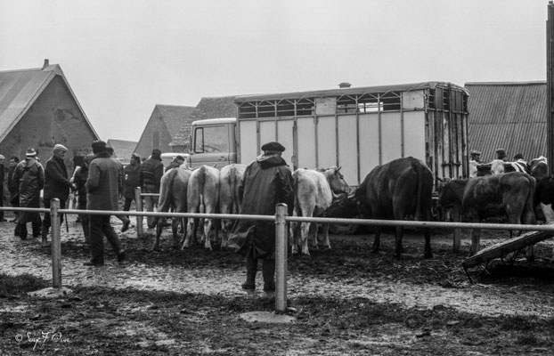 Foire de Giat (les bestiaux) - Auvergne - France (1978)