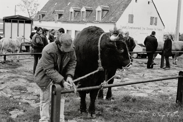 Champ de foire de La Tour d'Auvergne (les bestiaux) - Auvergne - France (1978)