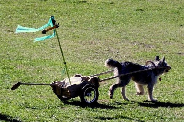 Ein Freund und Helfer beim golfen