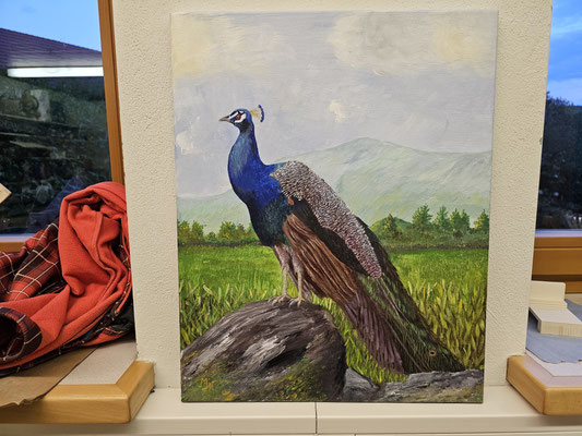 Pfau (Meine Schiller bringen schon schöne Bilder zusammen)