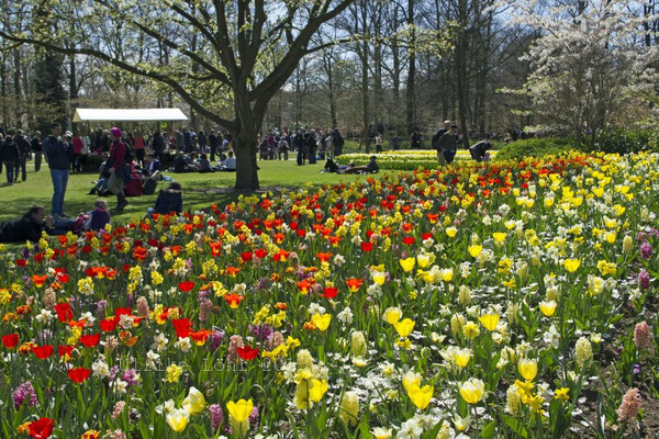 Keukenhof