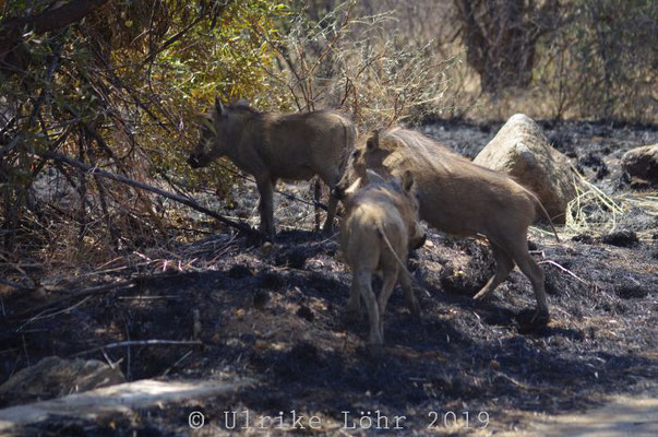 Pilanesberg Nationalpark Warzenschweine