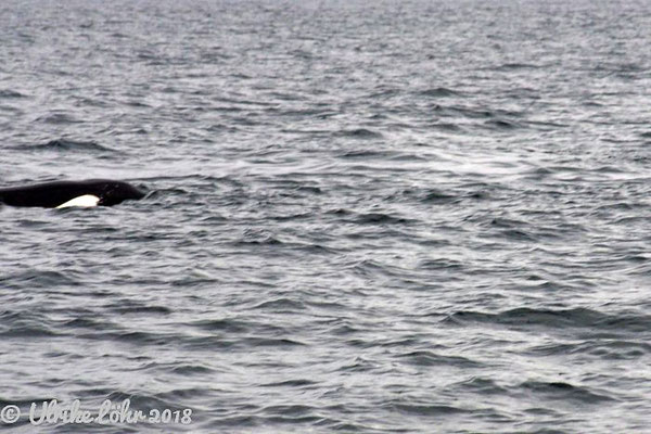 Wale vor Vancouver Island (Orcas)
