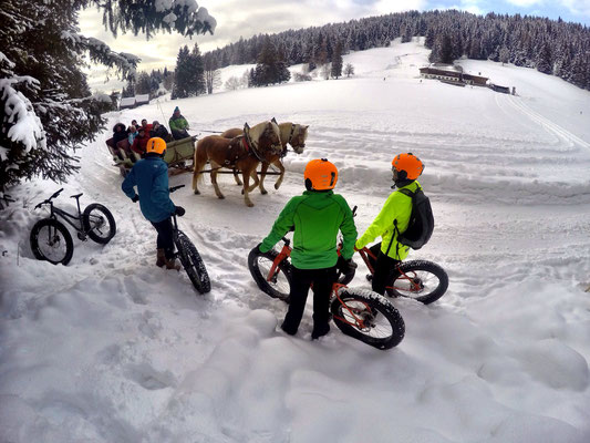 Alpine Fatbike horse Sledge