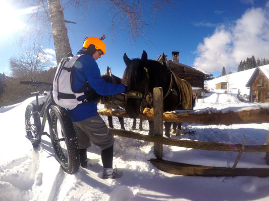 Alpine Fatbike Halseralm Horse