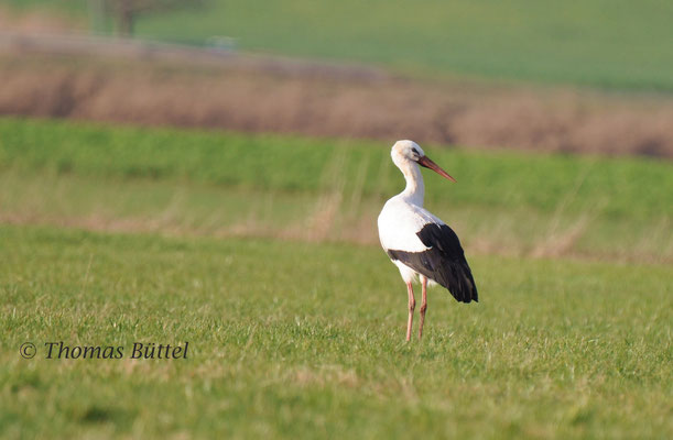 White Stork