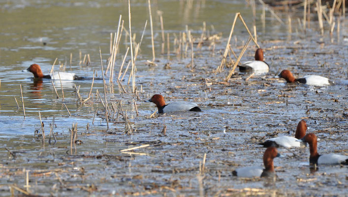 Pochards - common breeder here